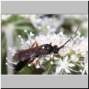 Vulgichneumon saturaturatorius - Schlupfwespe m123a 14mm - OS-Hellern-Waldwiese fdet02 det06.jpg